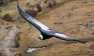Andean Condor – The Bird That Can Fly for 5 Hours Without Flapping Its Wings