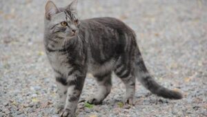 Tail Posture Reveals Cat’s Mood