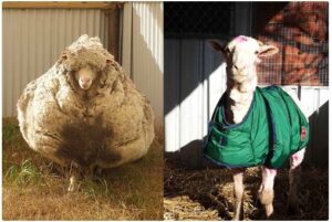 How Does a Sheep Deal With Its Wool If It Is Not Sheared by Humans?