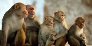 44 Surprising Facts About Monkeys You Didn’t Know