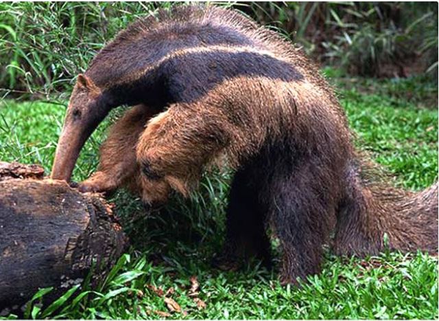 Anteaters catch ants and termites through small holes in the top of anthills. Anteaters catch ants and termites through small holes in the top of anthills.