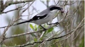 Cute Bird Has an Extremely Horrifying Hobby: Pinning Its Prey’s Body to Thorns