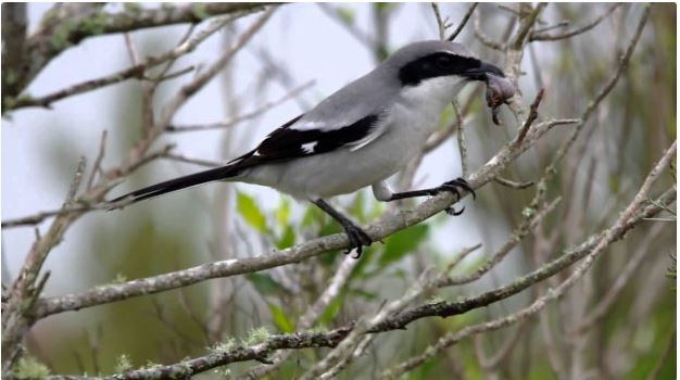 The shrike bird is famous for its beautiful and lovely appearance. The shrike bird is famous for its beautiful and lovely appearance.