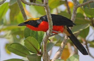 The most colorful birds in the world