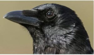 Crows Are Capable of Conscious Thought Like Humans