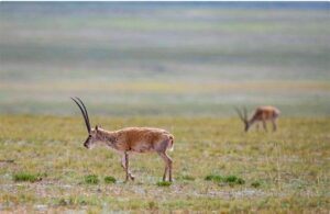 China Deciphers DNA Mystery That Helps Tibetan Antelope Survive on Plateau