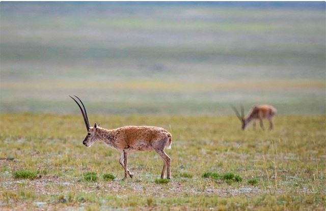 Chinese scientists have successfully decoded the chromosome-level genome of the rare Tibetan antelope. (Photo: Xinhua).