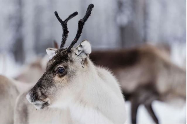 Reindeer can change the structure of their eyes to better find food and escape predators. (Source: National Geographic). Reindeer can change the structure of their eyes to better find food and escape predators. (Source: National Geographic).