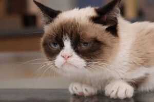 The Most Famous Real Cats in Human History