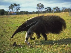 Surprising Little-Known Discovery About Anteaters