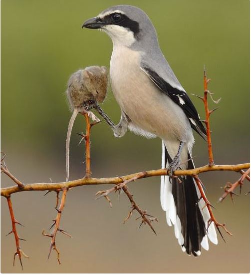 Every time they catch prey, they will "pin" their meal on a thorn or sharp tree branch. Every time they catch prey, they will "pin" their meal on a thorn or sharp tree branch.