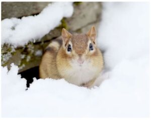 Unique Techniques Help Animals “Survive” Through Winter