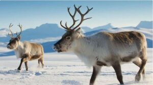 Reindeer Can Change Eye Color to “Match” the Long Winter Months