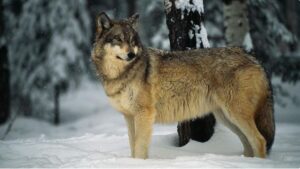 Why Can’t Humans Domesticate Wolves?