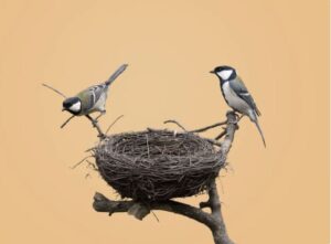 When It Rains, Where Do the Birds Take Shelter?
