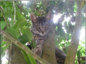 Cats’ Strange Abilities: Unveiling the Extraordinary Skills of Feline Mystique