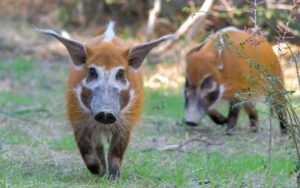 Red River Hog – The Most Handsome Pig in Nature