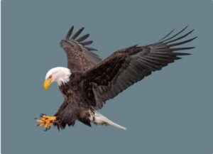 Are Bald Eagles Strong Enough to Take Down Mountain Lions?
