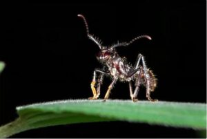 Decoding the Reason Why Bullet Ants Have the “Most Painful Sting in the World”