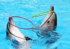 Top 10 Smartest Animals in the World You Didn’t Know About