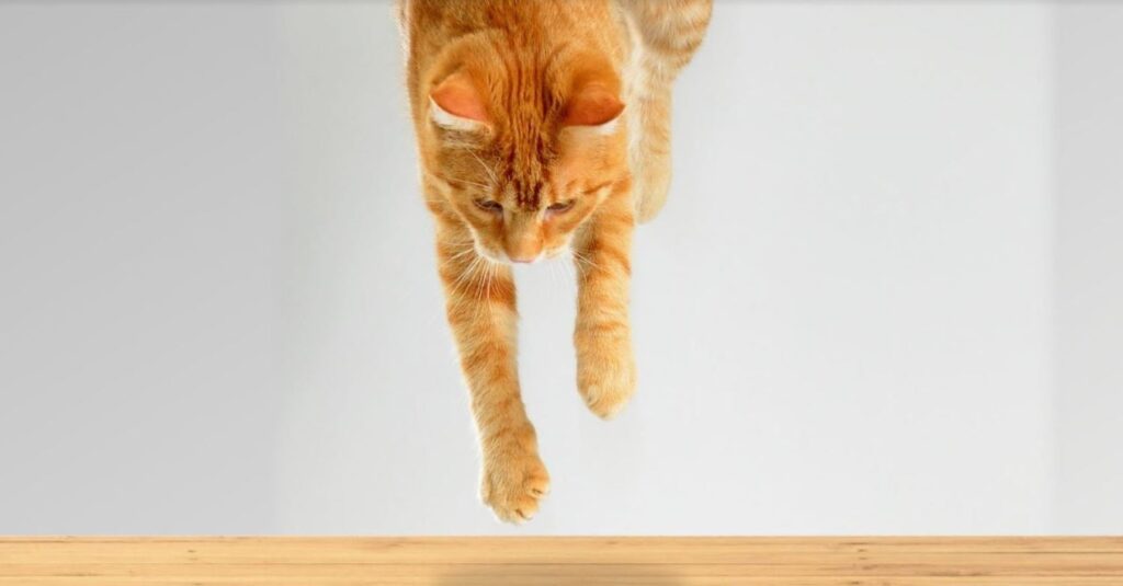 Why Do Cats Always Land on Their Feet? The Science Behind This Fascinating Skill