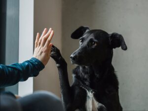 10 Amazing Facts About Dogs Even Loyal Owners Might Not Know