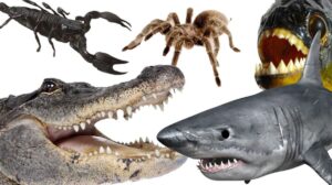 What Is the Most Dangerous Animal in the World? The Answer Might Surprise You