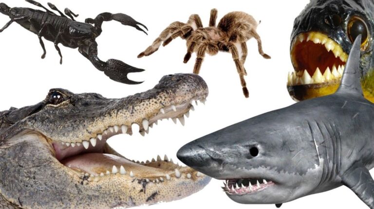 What Is the Most Dangerous Animal in the World? The Answer Might Surprise You