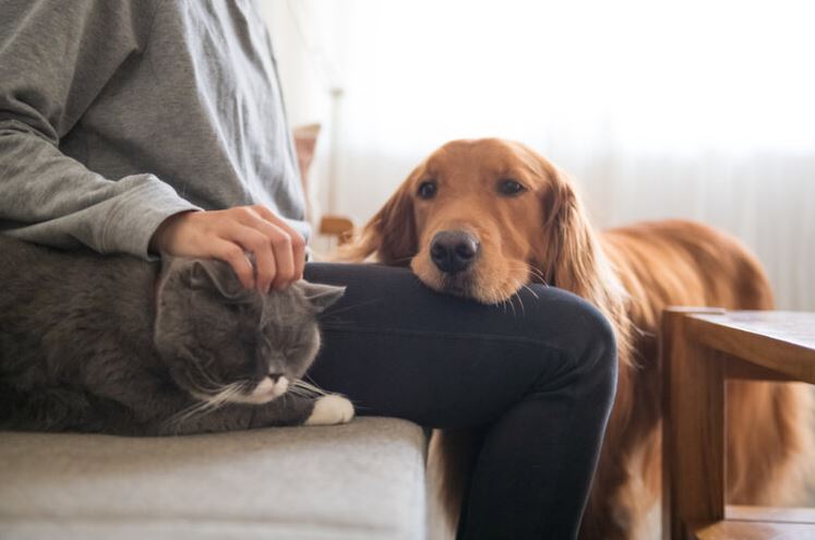 How to Take Care of Your Pet Properly: Tips for Dogs, Cats, Hamsters and More