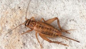 Crickets and Interesting Information You May Not Know