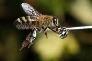 Bees Know How to Count: The Astonishing Intelligence of Honeybees