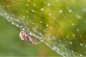 Discovery of the Spider Silk Formation Mechanism: A Breakthrough in Biomaterials Research