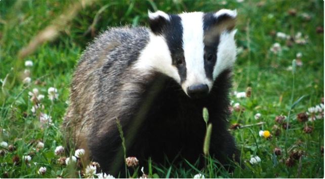Gut Bacteria in Badgers May Prevent Tuberculosis