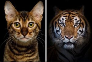 What If Cats Were the Same Size as Tigers?