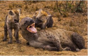 Why Don’t Any Predators Eat Spotted Hyenas?