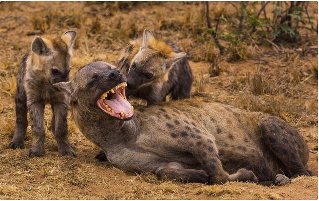 Spotted hyenas range in weight from 40 to 86 kg. Spotted hyenas range in weight from 40 to 86 kg.